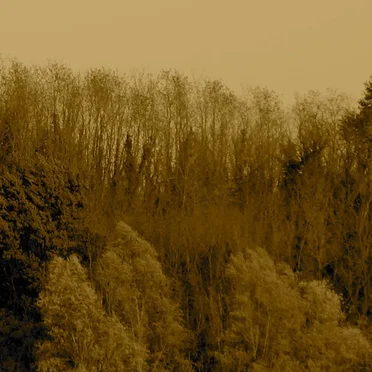 Boschi Scuri by Boschi Scuri - album cover