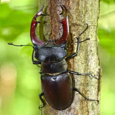 Cool Bugs Entomology