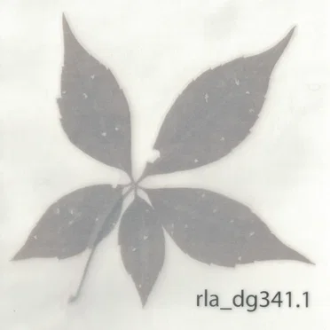 Rla_dg341.1 by RLA - album cover