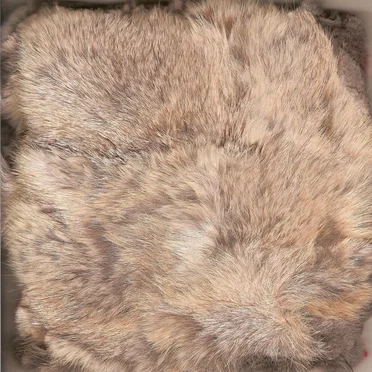 Dead Animals by Brooks Strause - album cover
