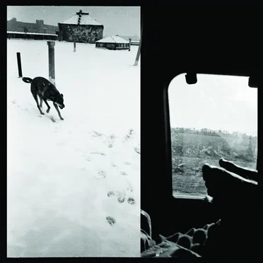 We Are Lonely Animals