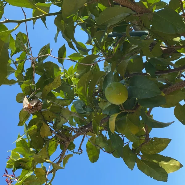 ?lemon