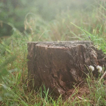 From Tender Stem Hath Sprung