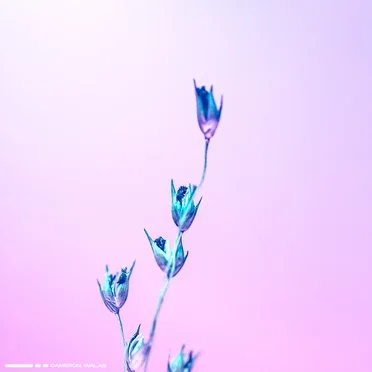 Breaths in Motion by Cameron Walas - album cover