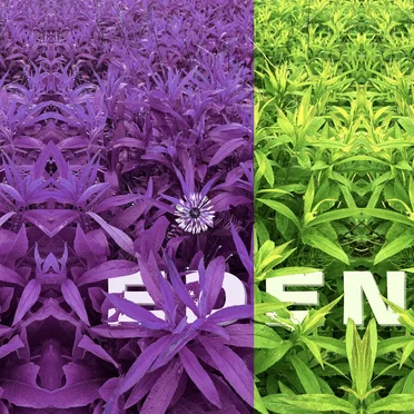 eden