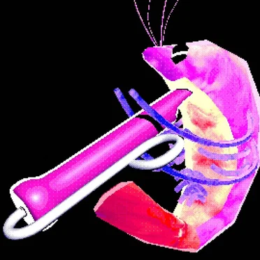space shrimp