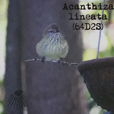 Acanthiza lineata