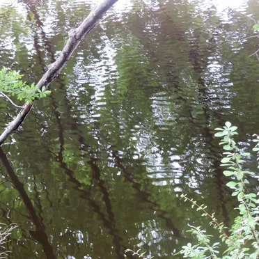 Ethereal Limnology by Asleep in the Lake - album cover