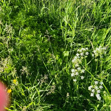 on the grass