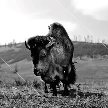 Homo Habilis by Zebra - album cover
