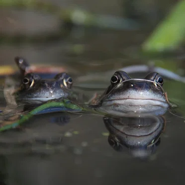 the 2nd 2 Frogs 2’s Day