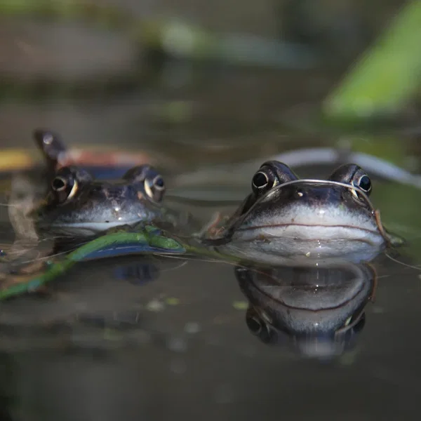 the 2nd 2 Frogs 2’s Day