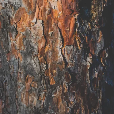 Morning Wood