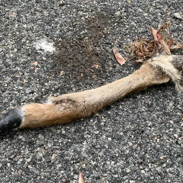Freeroam 137 :: Real-Light Relations From the Second Meeting Which Now Achieved Near Doubleweek Transcendence V -- "Even in Death a Deer Still Makes My Year"