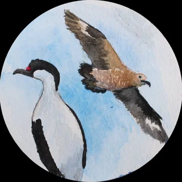 Pelagic Birds
