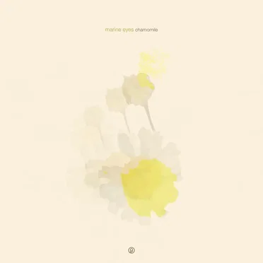 chamomile