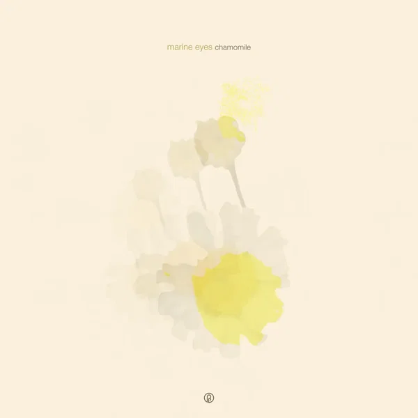chamomile