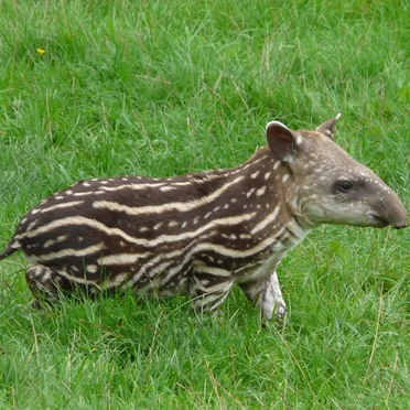 Dysorder Mix Series 006: Tapir by Ariel Zetina - album cover