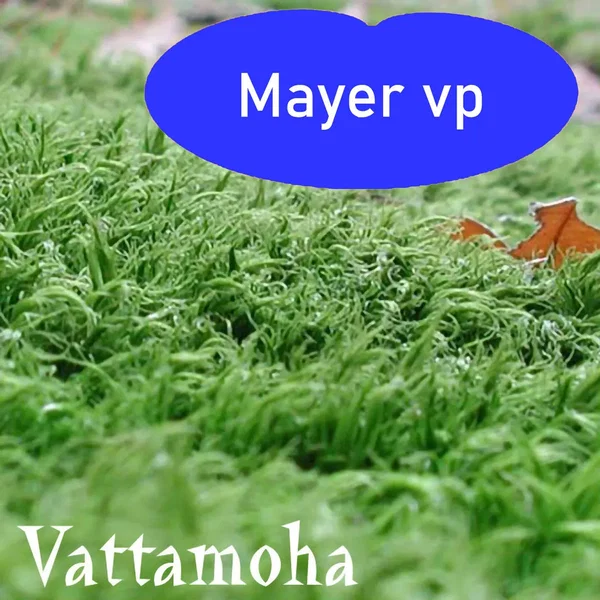 Vattamoha
