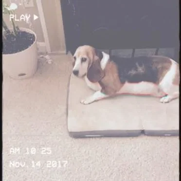The Flop by Old Soul Dies Young - album cover