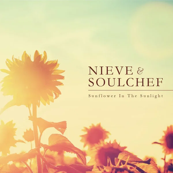 Sunflower In The Sunlight