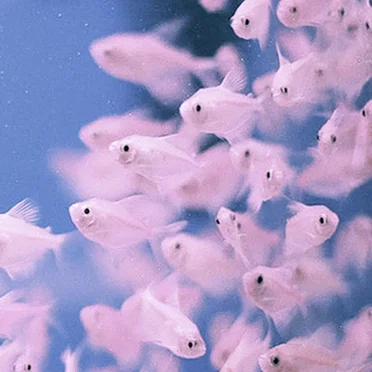 Shoaling & Schooling โ The More the Better