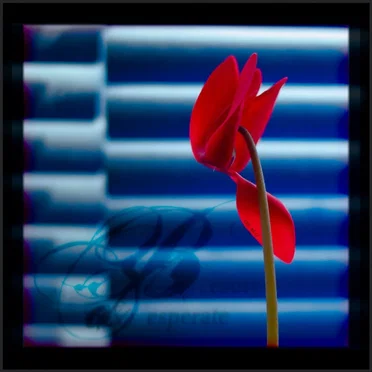 Flower (22 mix)