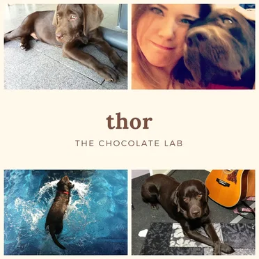 Thor the Chocolate Lab