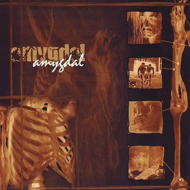 Amygdal by Amygdal - album cover