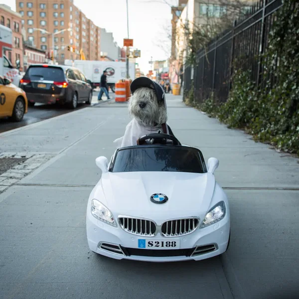 Where My Dogs At? Freestyles