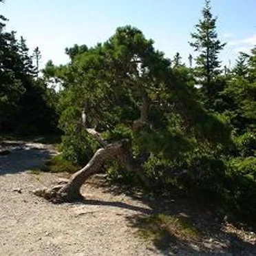 The Gravity Tree