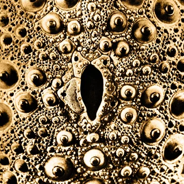 SOL. Live at Transmissions Waves