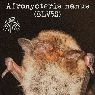 Afronycteris nanus