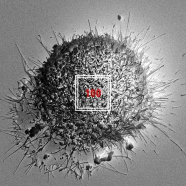 100 by Black Nut - album cover