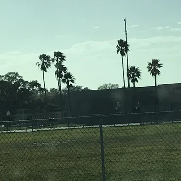 The Palm Tape
