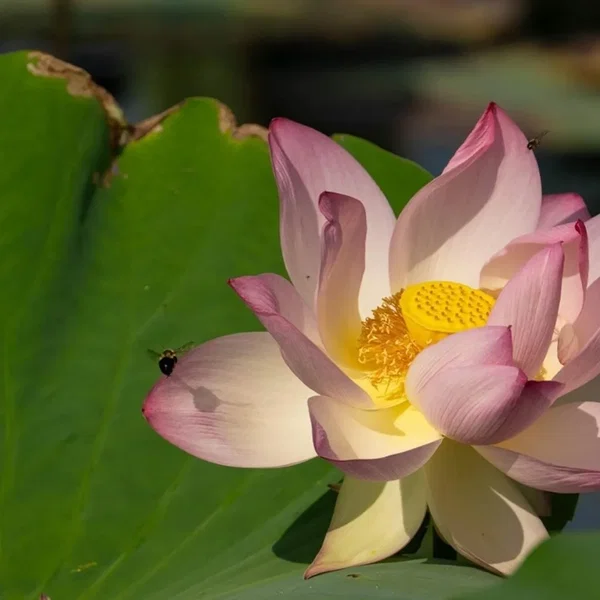 Morning Lotus