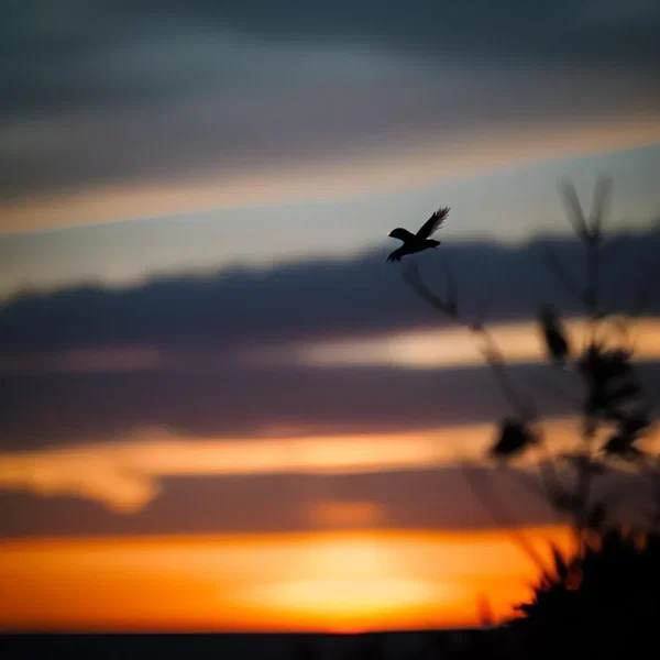 how the wind blows