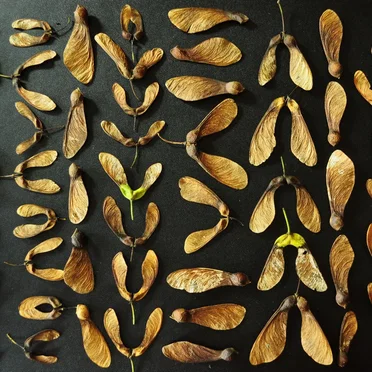 Assortment