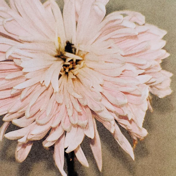 I Can’t Make You Love Me